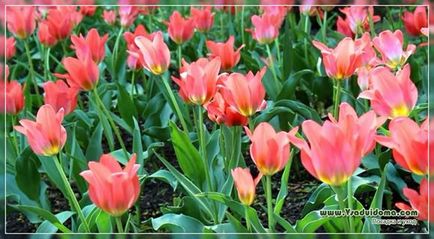 Hogyan növekszik tulipán