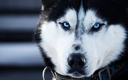 Kutyák, kék szeme