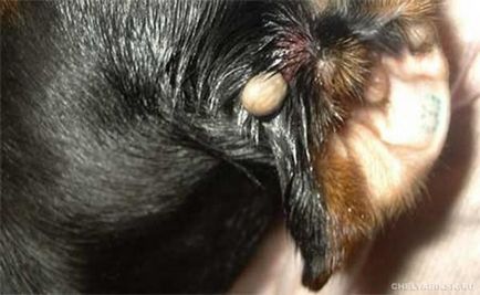 Kutya kullancscsípésre - mit tegyünk a jelek, tünetek és a kezelés a harapás a parazita az állat