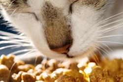 Vitaminok macskáknak 1