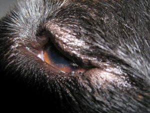 kutya szem kezelésére