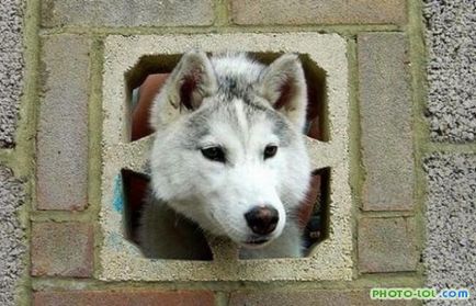 Trapped kutya