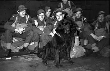 10 Híres kutya a második világháború