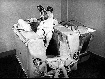 23 Tények az első űrhajós - a kutya Laika, a hős a Szovjetunió