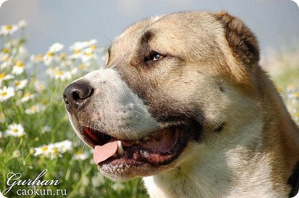 Alabai - részletek a kutyafajta közép-ázsiai juhászkutya fotókkal