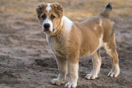 Alabai (közép-ázsiai juhászkutya) kutya fotó, ár, fajta leírás, karakter, videó