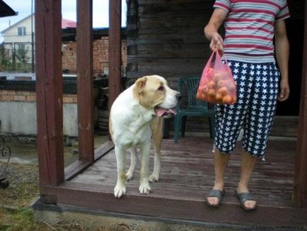 Alabai (közép-ázsiai juhászkutya) kutya fotó, ár, fajta leírás, karakter, videó