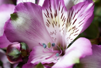 Alstroemeria (55 fotó) jellemző színek, a legjobb fajták, ültetés, gondozás, öntözés, műtrágyázás,