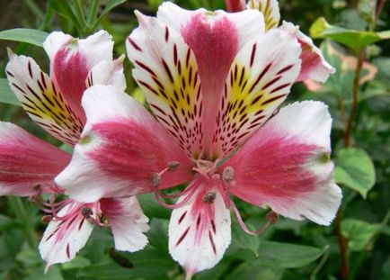 Alstroemeria (55 fotó) jellemző színek, a legjobb fajták, ültetés, gondozás, öntözés, műtrágyázás,