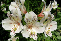 Alstroemeria (55 fotó) jellemző színek, a legjobb fajták, ültetés, gondozás, öntözés, műtrágyázás,