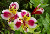 Alstroemeria (55 fotó) jellemző színek, a legjobb fajták, ültetés, gondozás, öntözés, műtrágyázás,