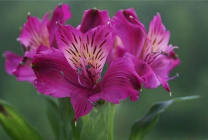 Alstroemeria (55 fotó) jellemző színek, a legjobb fajták, ültetés, gondozás, öntözés, műtrágyázás,