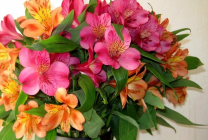 Alstroemeria (55 fotó) jellemző színek, a legjobb fajták, ültetés, gondozás, öntözés, műtrágyázás,