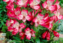 Alstroemeria (55 fotó) jellemző színek, a legjobb fajták, ültetés, gondozás, öntözés, műtrágyázás,