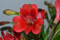 Alstroemeria (55 fotó) jellemző színek, a legjobb fajták, ültetés, gondozás, öntözés, műtrágyázás,