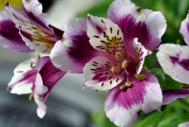 Alstroemeria (55 fotó) jellemző színek, a legjobb fajták, ültetés, gondozás, öntözés, műtrágyázás,