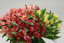 Alstroemeria (55 fotó) jellemző színek, a legjobb fajták, ültetés, gondozás, öntözés, műtrágyázás,