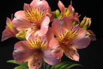 Alstroemeria (55 fotó) jellemző színek, a legjobb fajták, ültetés, gondozás, öntözés, műtrágyázás,