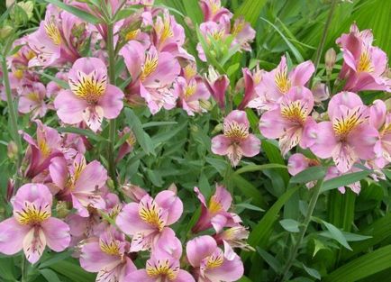 Alstroemeria (55 fotó) jellemző színek, a legjobb fajták, ültetés, gondozás, öntözés, műtrágyázás,