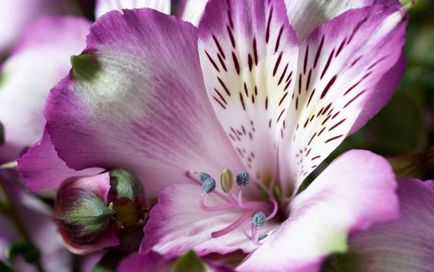 Alstroemeria (55 fotó) jellemző színek, a legjobb fajták, ültetés, gondozás, öntözés, műtrágyázás,