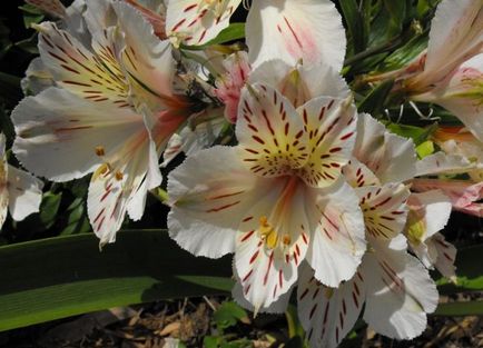 Alstroemeria (55 fotó) jellemző színek, a legjobb fajták, ültetés, gondozás, öntözés, műtrágyázás,