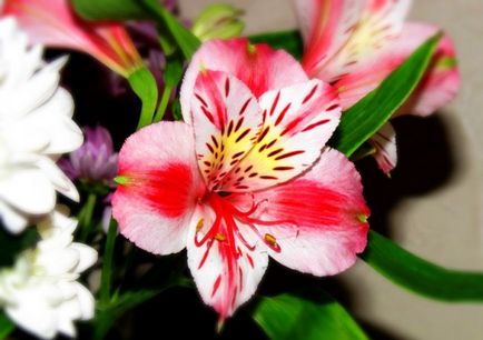 Alstroemeria (55 fotó) jellemző színek, a legjobb fajták, ültetés, gondozás, öntözés, műtrágyázás,