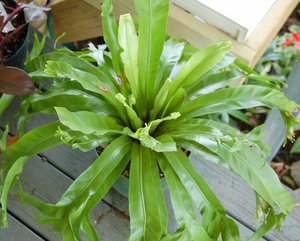 Asplenium (spleenwort) telepítési és ápolási otthon