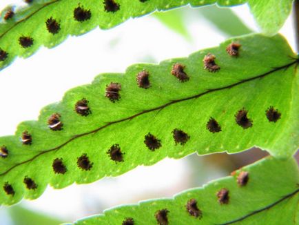 Asplenium otthoni gondozást, fotó, fajták, mint egy növény, virág típusok és jellemzőik