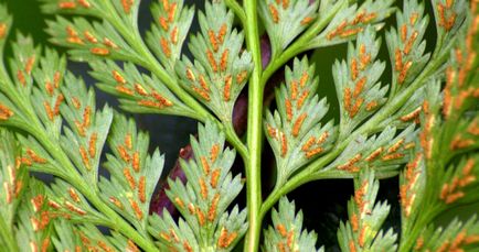 Asplenium otthoni gondozást, fotó, fajták, mint egy növény, virág típusok és jellemzőik (ellátás) Asplenium otthoni gondozást, fotó, fajták, mint egy növény, virág típusok és jellemzőik