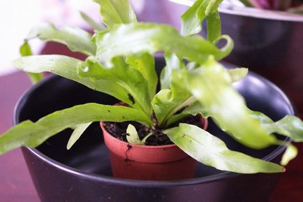 Asplenium otthoni gondozást, fotó, fajták, mint egy növény, virág típusok és jellemzőik (Asplenium Sheet spórák) Asplenium otthoni gondozást, fotó, fajták, mint egy növény, virág típusok és jellemzőik
