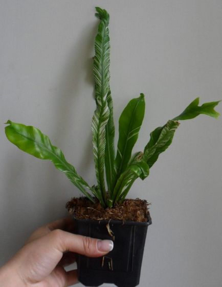 Asplenium otthoni gondozást, fotó, fajták, mint egy növény, virág típusok és jellemzőik (Asplenium Sheet spórák) Asplenium otthoni gondozást, fotó, fajták, mint egy növény, virág típusok és jellemzőik