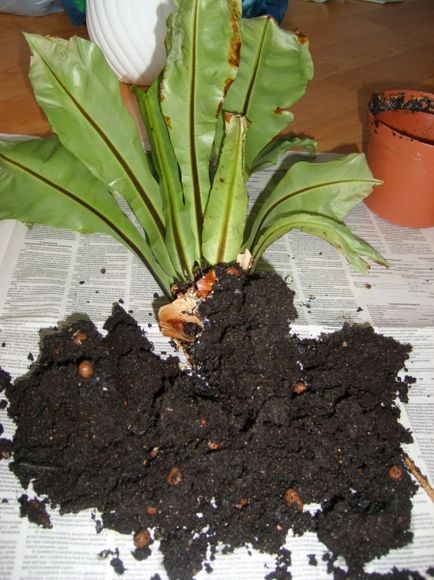 Asplenium otthoni gondozást, fotó, fajták, mint egy növény, virág típusok és jellemzőik (növény) Asplenium otthoni gondozást, fotó, fajták, mint egy növény, virág típusok és jellemzőik