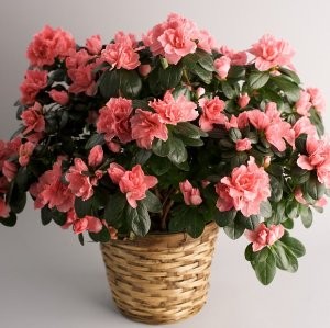 Azalea otthoni gondozást, fotó (oltás, szaporítás, öntözés, betegség és gondozás problémák) (gondozás) Azalea otthoni gondozást, fotó (oltás, szaporítás, öntözés, a betegség és gondoskodik a probléma)