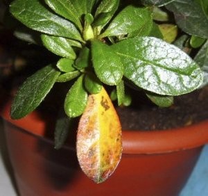 Azalea otthoni gondozást, fotó (oltás, szaporítás, öntözés, betegség és gondozás problémák) (fotó) Azalea otthoni gondozást, fotó (oltás, szaporítás, öntözés, a betegség és gondoskodik a probléma)