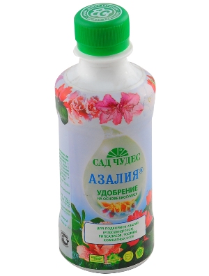Azalea otthoni gondozást, fotó (oltás, szaporítás, öntözés, betegség és gondozás problémák) (fotó) Azalea otthoni gondozást, fotó (oltás, szaporítás, öntözés, a betegség és gondoskodik a probléma)