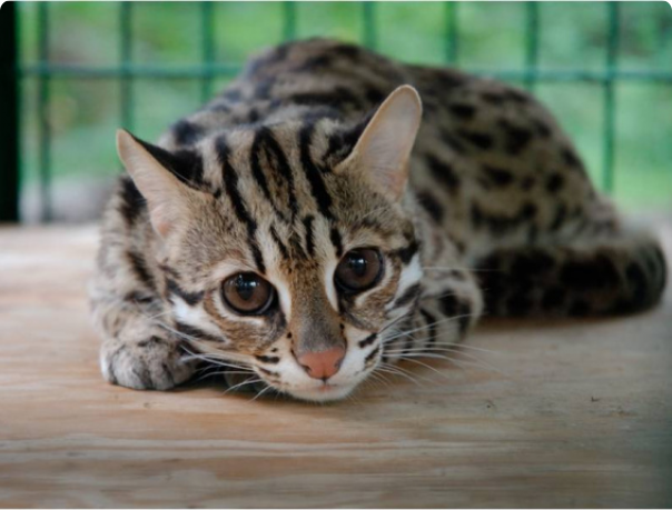 Ázsiai leopárd macska, eladó egzotikus állatok