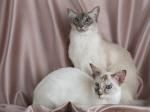 Balinéz macska (balinéz) fotók, ár, a természet a fajta, gondoskodás, videó