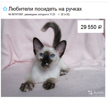Balinéz macska (balinéz) fotók természet értékelés (cat) Balinéz macska (balinéz) fotók, karakter, vélemény