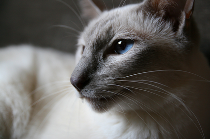 Balinéz macska (balinéz) fotók, karakter, vélemény