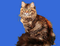 Barselit - szibériai macska vörös, csíkos, arany, márvány, tigris, kék, szürke