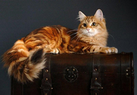 Barselit - szibériai macska vörös, csíkos, arany, márvány, tigris, kék, szürke