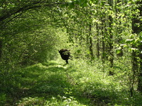 Bialowieza erdő - hogyan juthatunk el oda, kirándulások, múzeum a természet, az állatok, szállodák, munkaidő