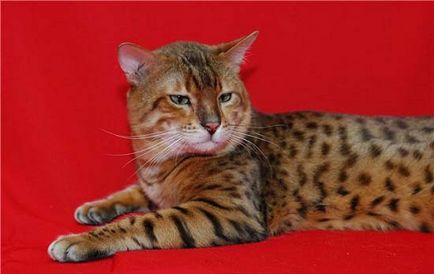 Bengáli macska fotó, fajta leírás, karakter, videó, ár - murkote körülbelül macskák és macskák
