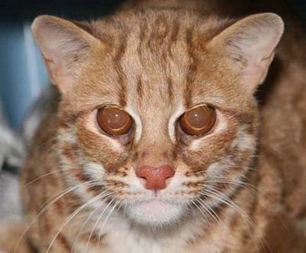 Bengáli macska fotó, fajta leírás, karakter, videó, ár - murkote körülbelül macskák és macskák