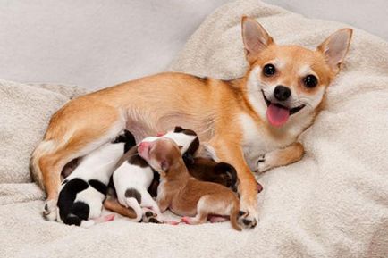 Terhesség kutyáknál lehetséges, jelek és tünetek, ellátás