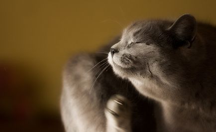 A bolhák Macskák - okai, tünetei és kezelése