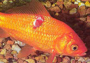 Betegségek akváriumi halak külső jelei, tünetei és kezelése egyes betegségek fotó