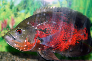 Betegségek akváriumi halak külső jelei, tünetei és kezelése egyes betegségek fotó