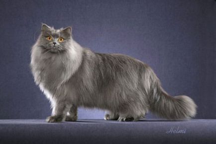 Brit hosszú szőrű, fajta leírás, a természet és macskák fotók