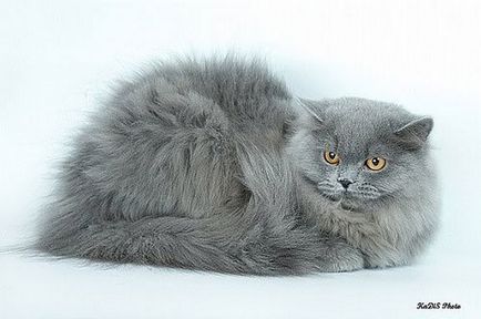 Brit hosszú szőrű, fajta leírás, a természet és macskák fotók